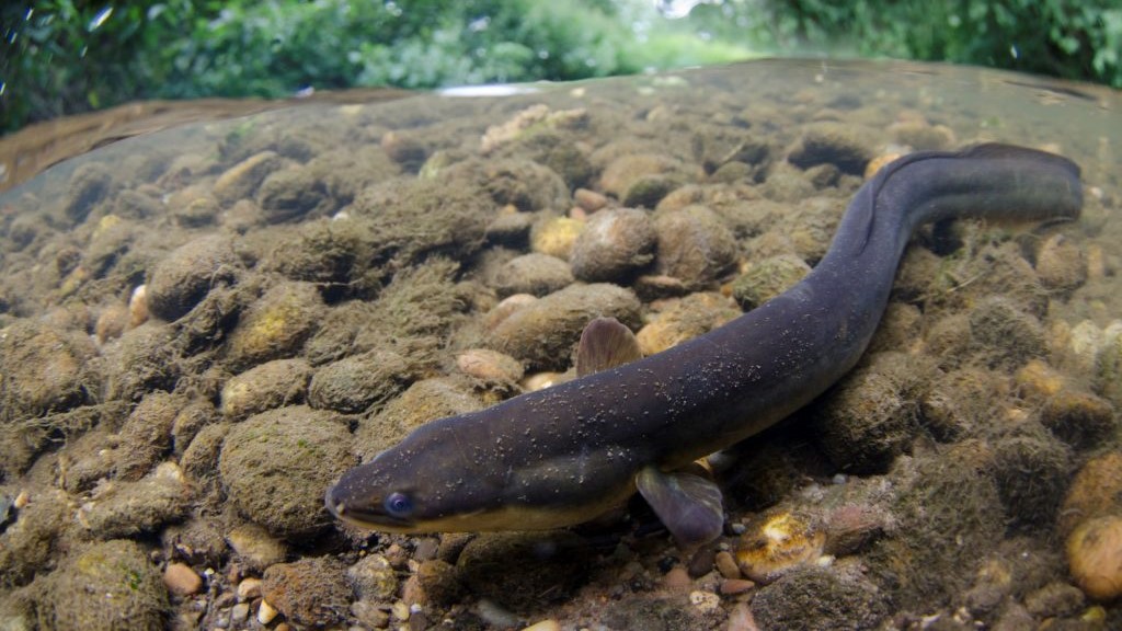Eel, copyright Jack Perks