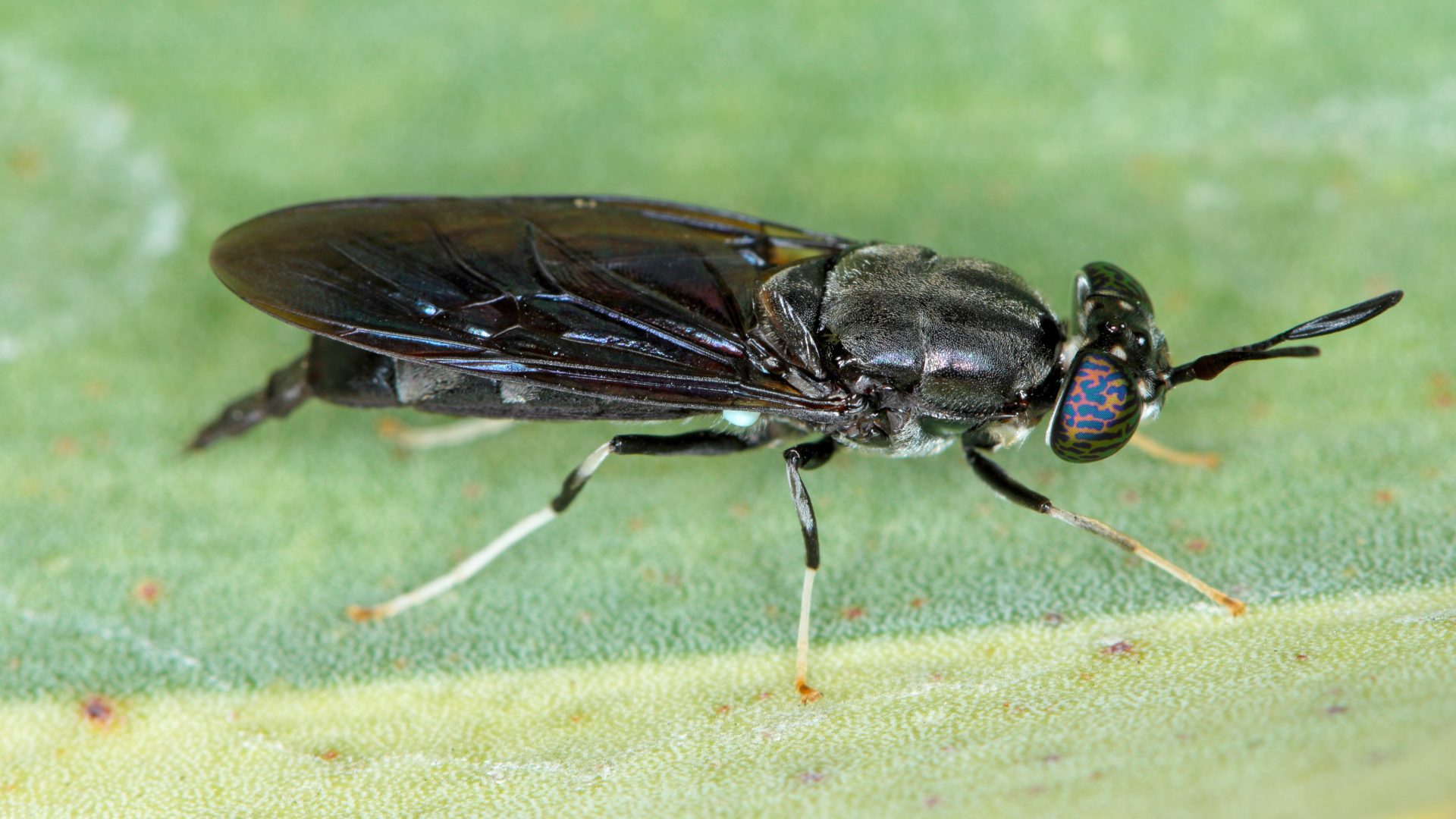 Black Soldier Fly