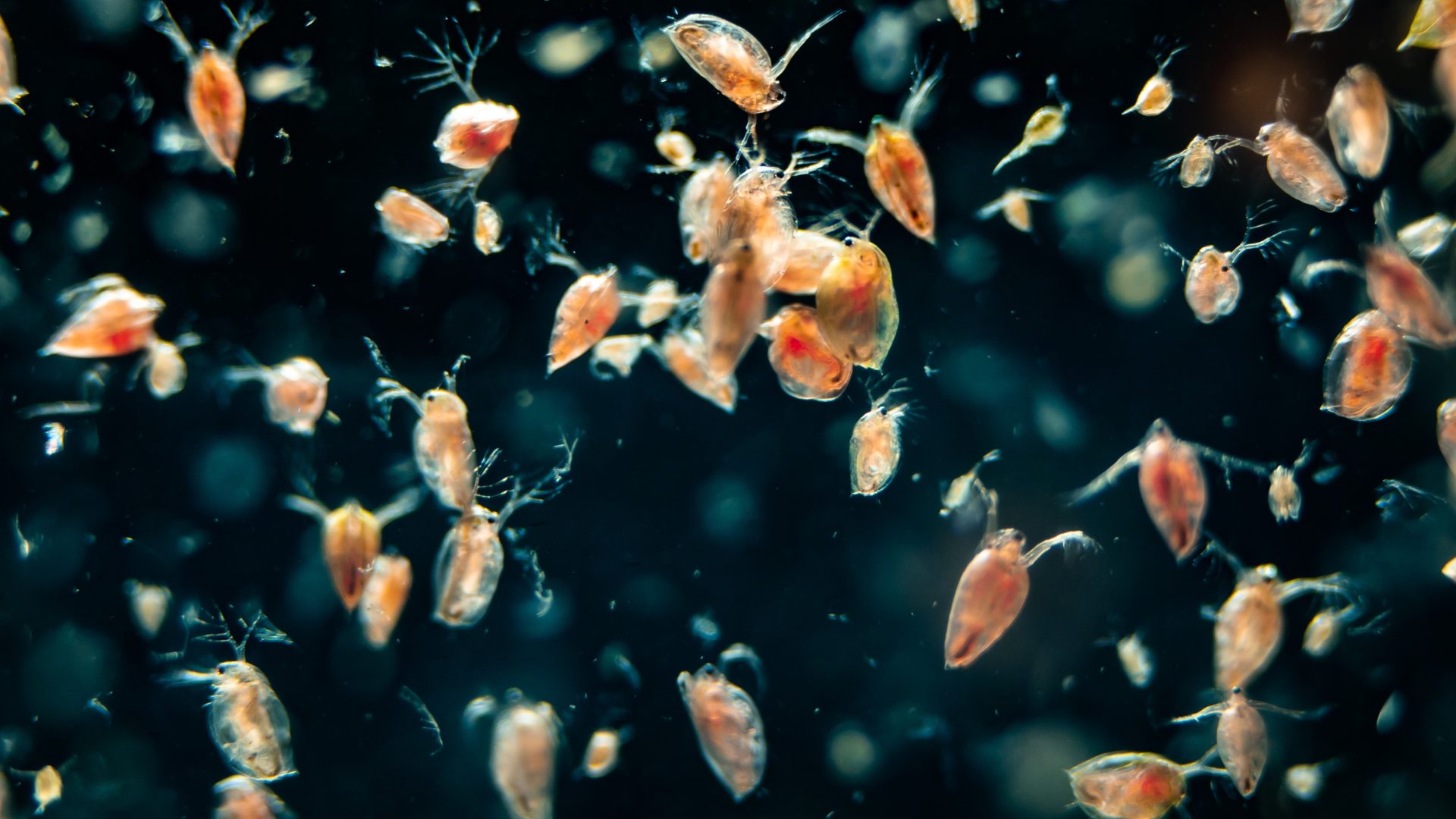 Waterfleas (Daphnia sp.)