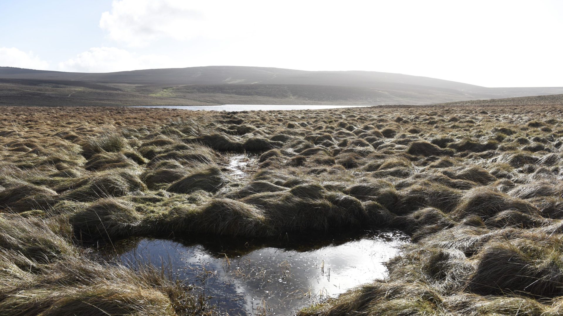 Dungonnell Wetland