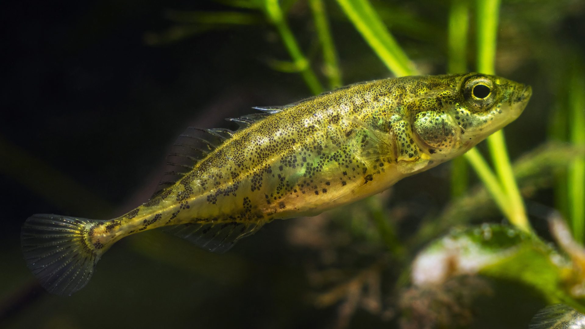 stickleback