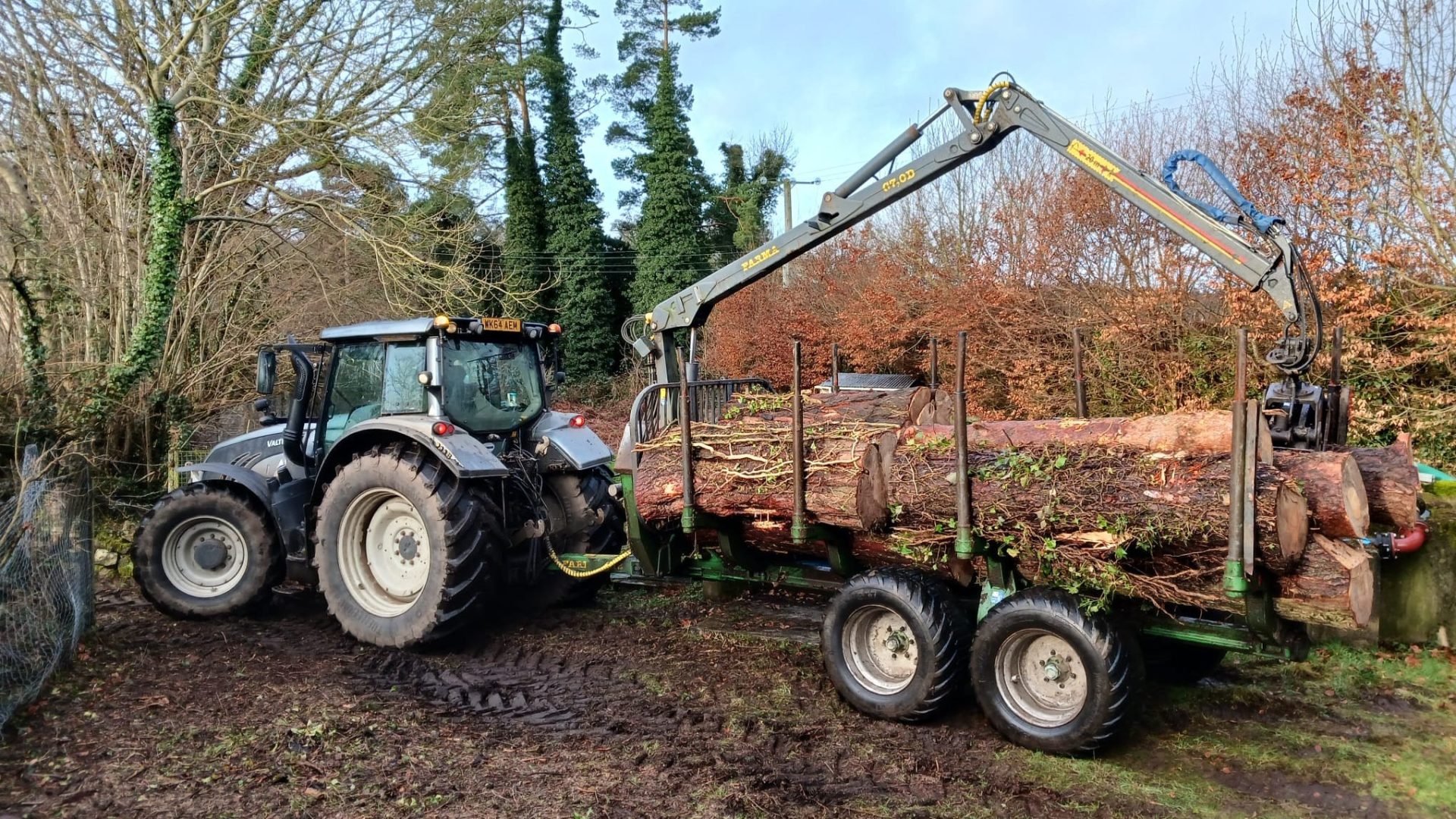 Conifer removal
