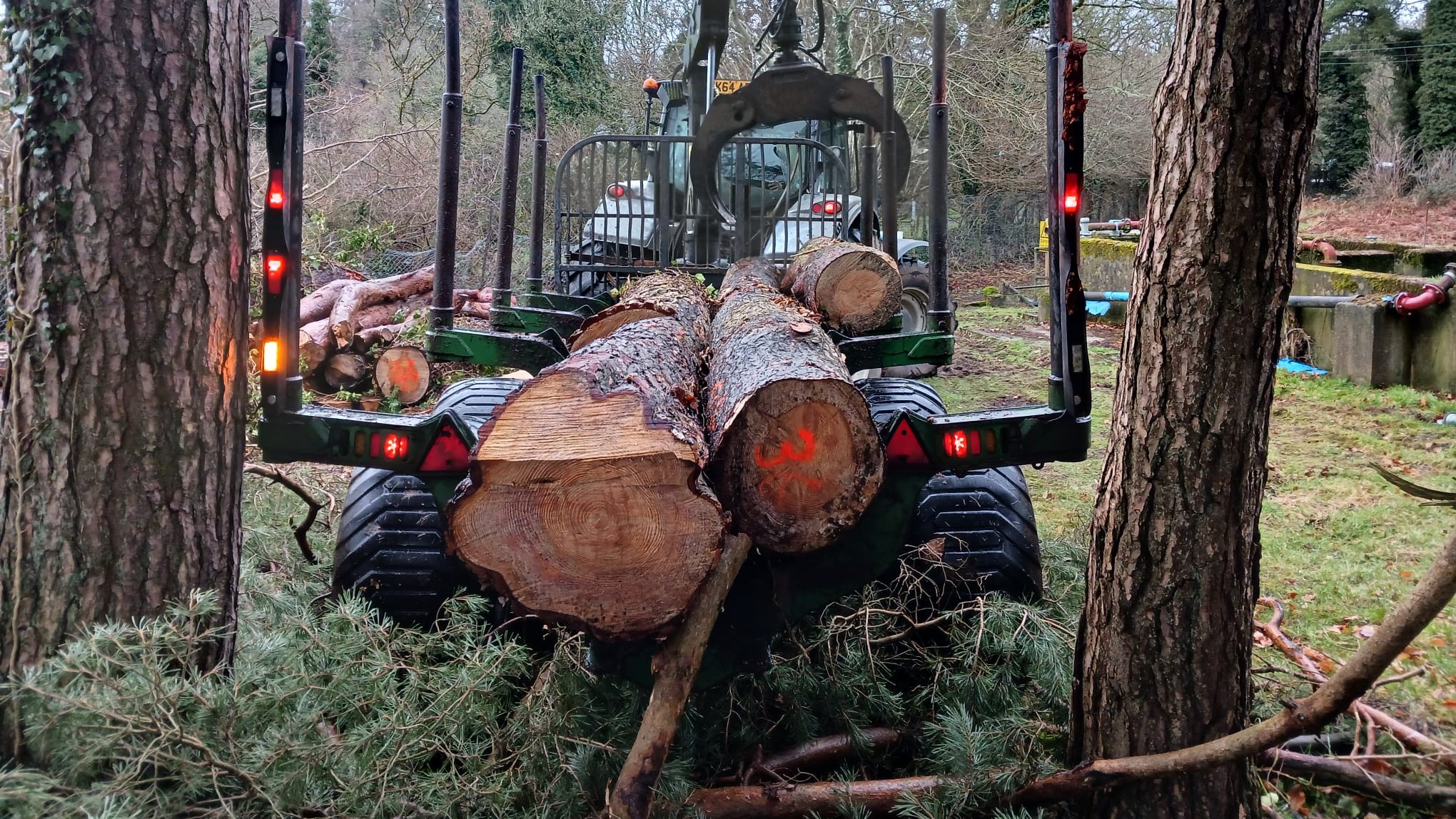 Conifer removal