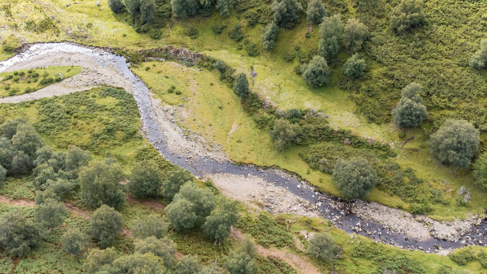 Aerial view of Mazeran Burn and scattered birch, junipr and bracken, Glen Mazeran, August 2023