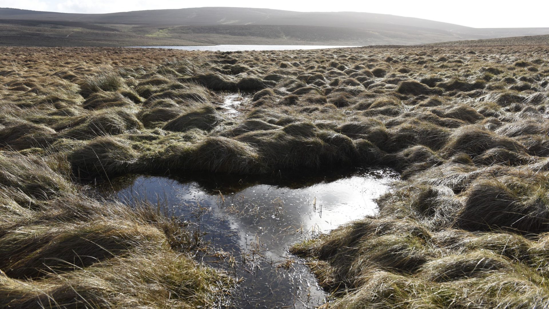 Dungonnell Wetland