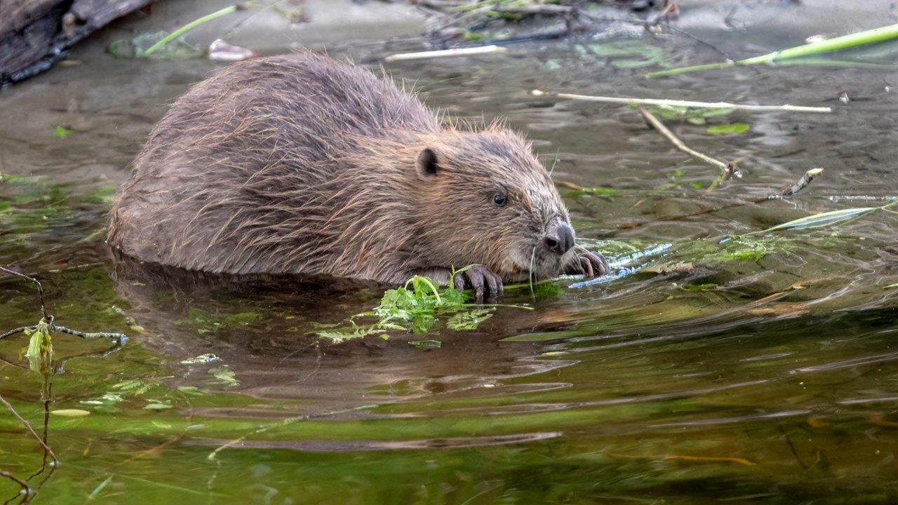 Eurasian Beaver - photo credit Beaver Trust