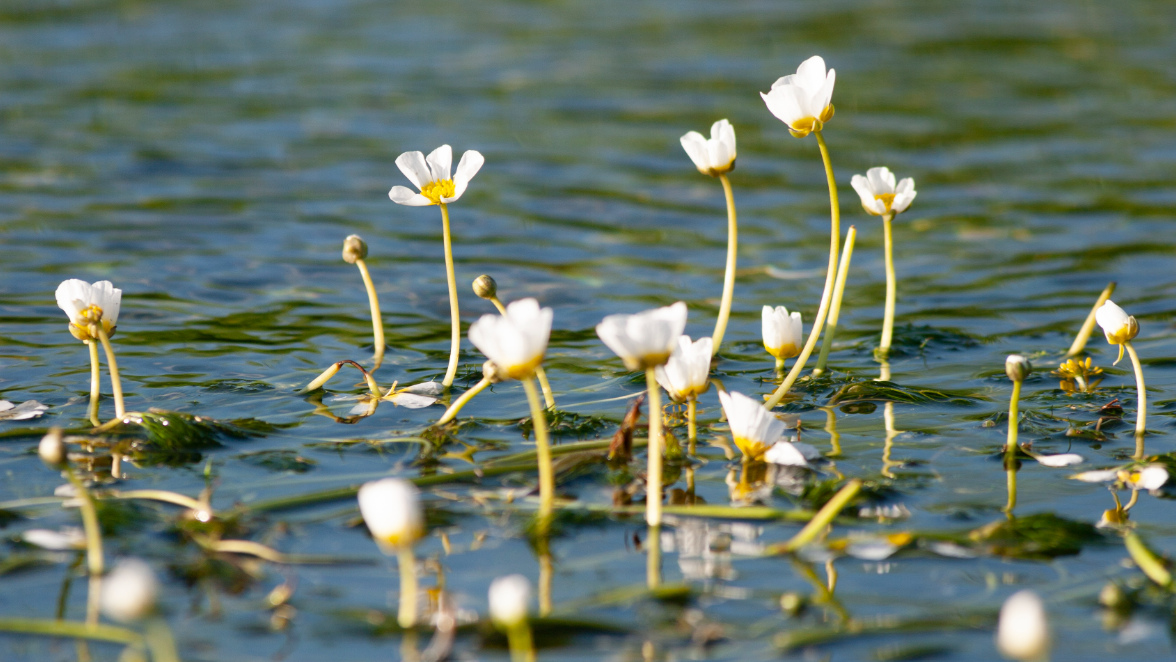 Growth in the River Chess