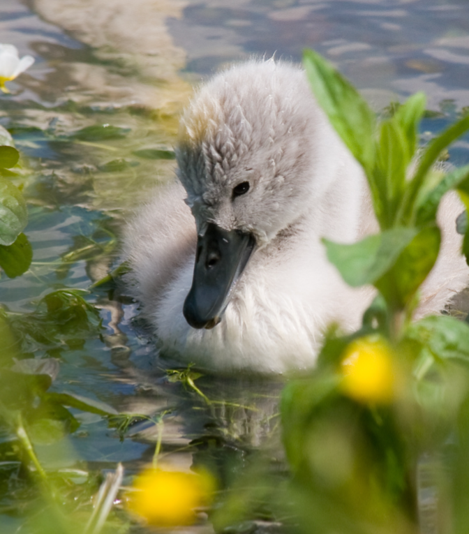 Cygnet in the river