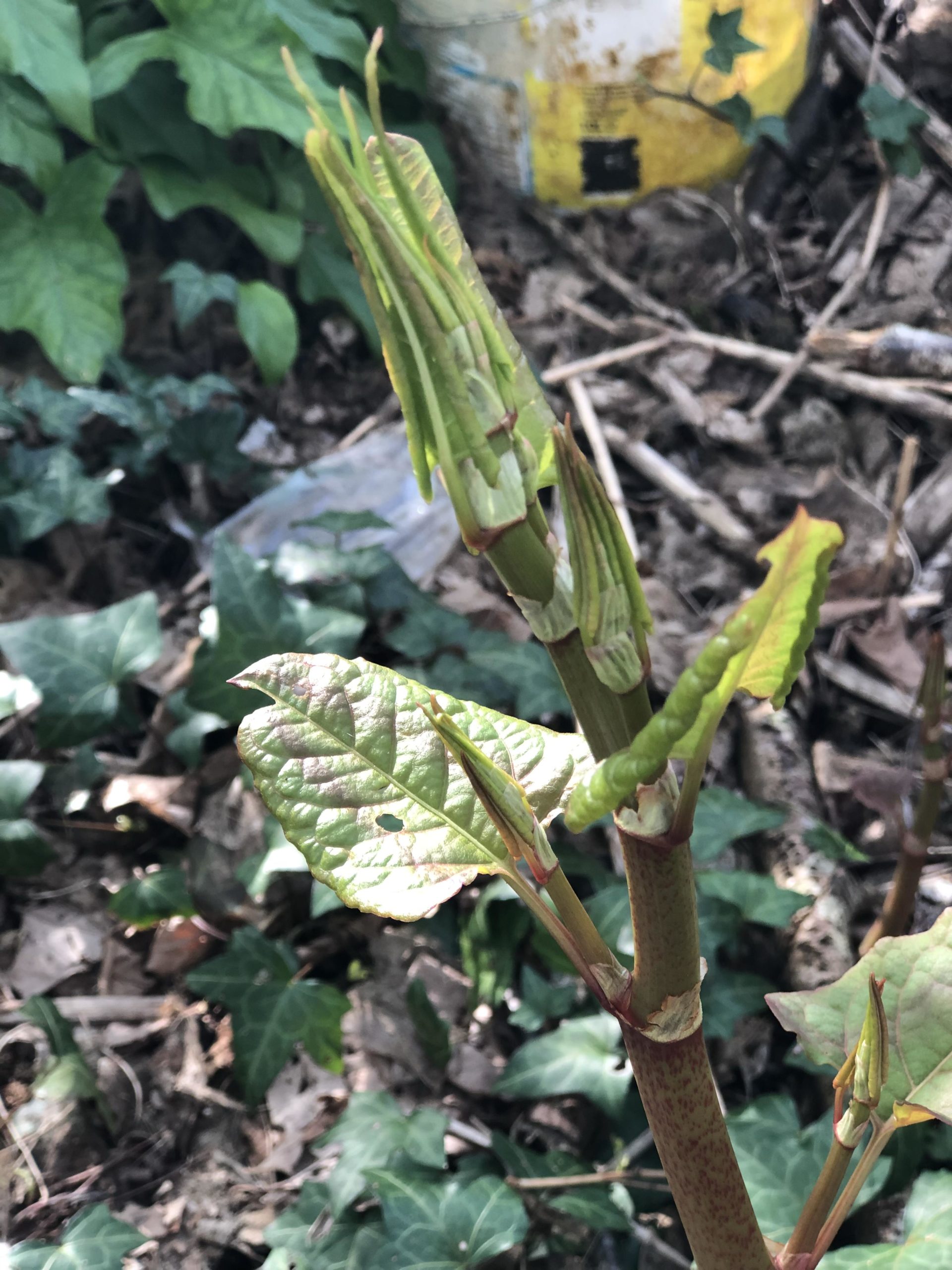 Japanese knotweed