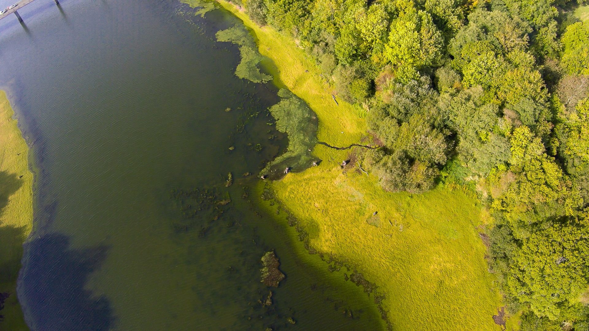 A drone image of an algal bloom