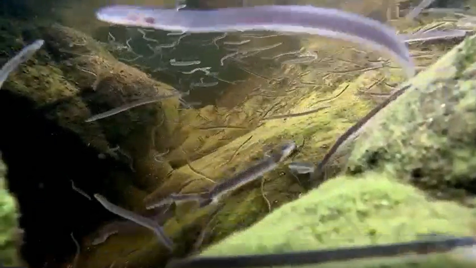 Young Eel Elvers - Iain Stewart-Russon, Fishtek