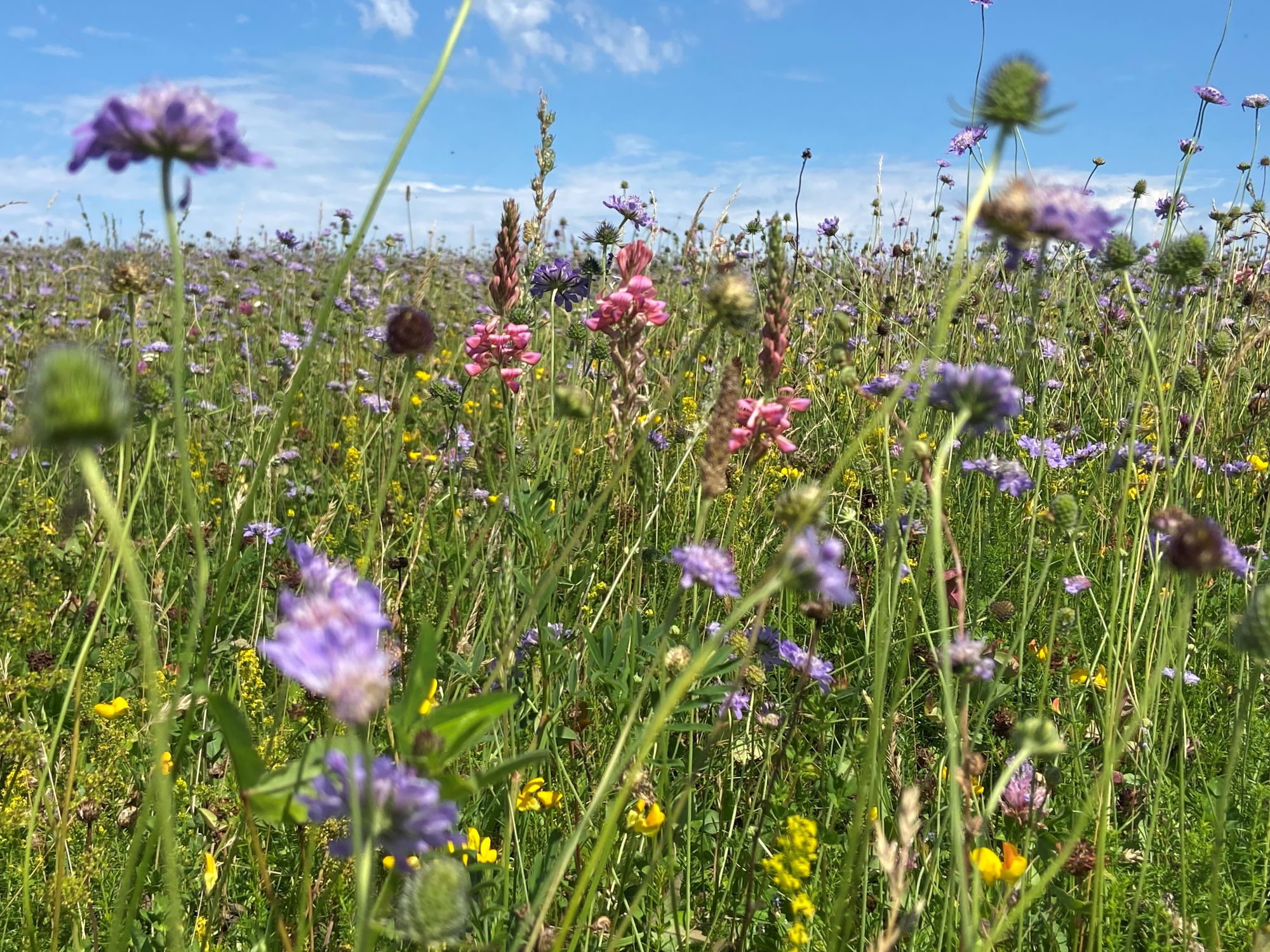 Glorious Cotswold Grasslands