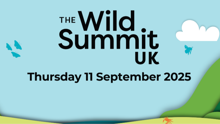 The Wild Summit